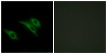 CD9 antibody