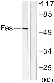 CD95 rabbit pAb