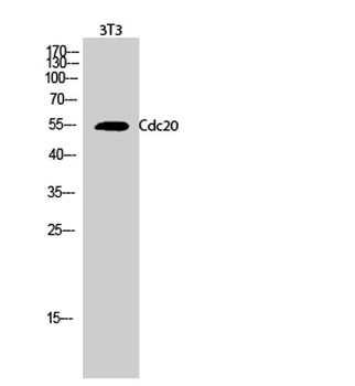 Cdc20 rabbit pAb