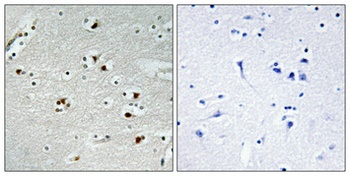 Cdc20 rabbit pAb