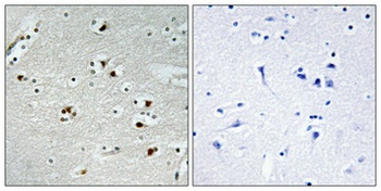 Cdc20 antibody