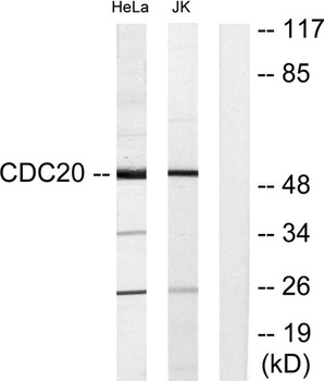Cdc20 rabbit pAb