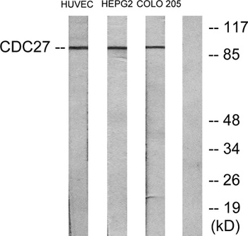 Cdc27 antibody