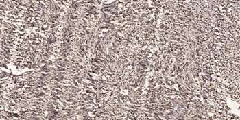 Cdc27 rabbit pAb