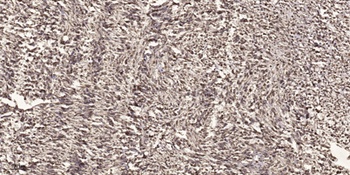 Cdc27 antibody