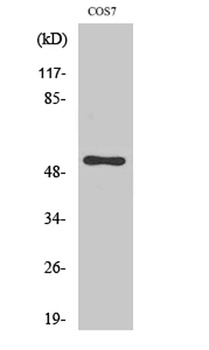 Cdc37 rabbit pAb