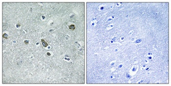 Cdc42EP5 rabbit pAb