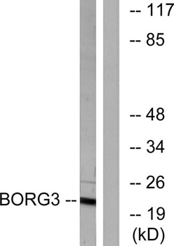 Cdc42EP5 rabbit pAb