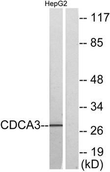CdcA3 antibody