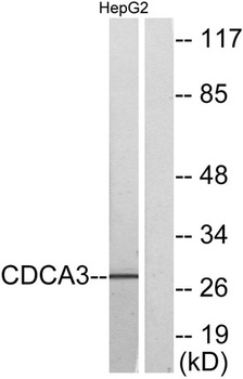 CdcA3 rabbit pAb