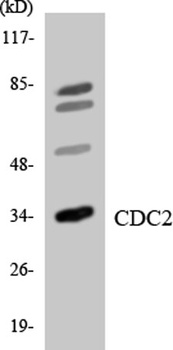 Cdk1/Cdc2 rabbit pAb