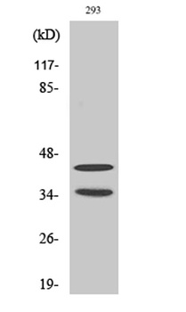 Cdk10 rabbit pAb