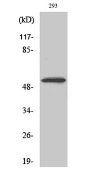 Cdk8 rabbit pAb Antibody