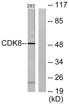Cdk8 antibody