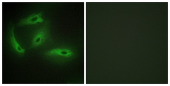 CdkL4 antibody