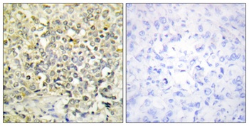 CdkL4 antibody