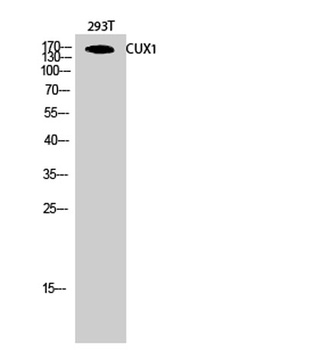 CUX1 rabbit pAb
