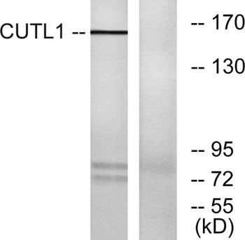 CUX1 rabbit pAb