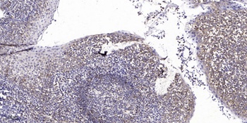 CUX1 antibody