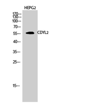 CDYL2 antibody