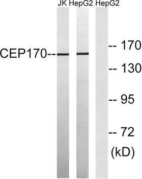 CEP170 antibody