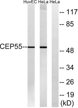 CEP55 rabbit pAb