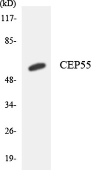 CEP55 rabbit pAb