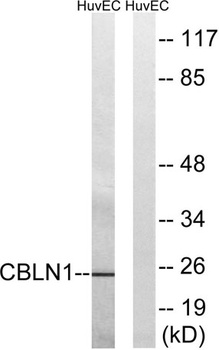 Cerebellin 1 antibody