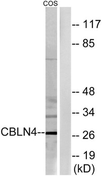 Cerebellin 4 rabbit pAb