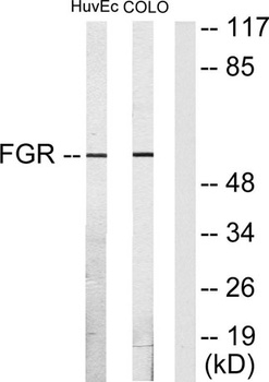 c-Fgr antibody