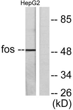 c-Fos rabbit pAb