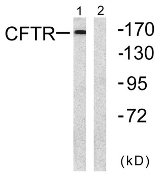 CFTR rabbit pAb