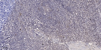 Che-1 antibody