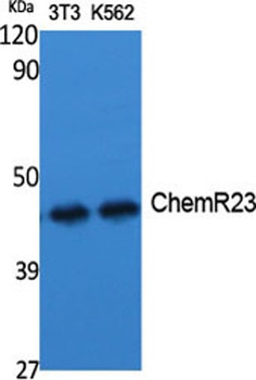 ChemR23 rabbit pAb