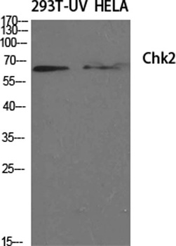 Chk2 rabbit pAb