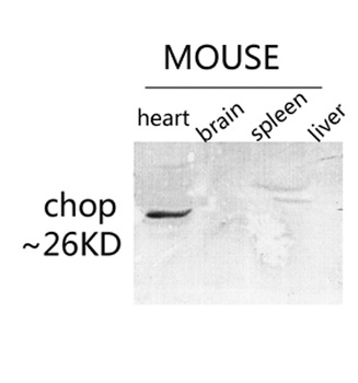 CHOP antibody