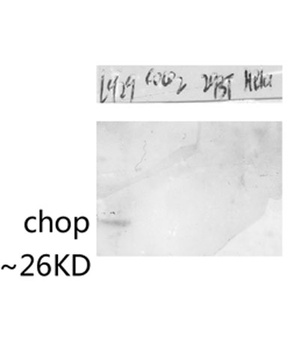 CHOP antibody