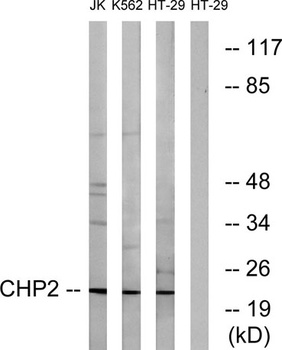 CHP2 rabbit pAb