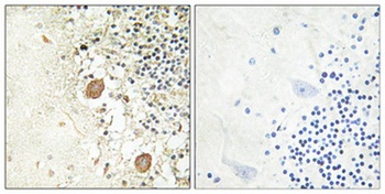 Chr-A antibody