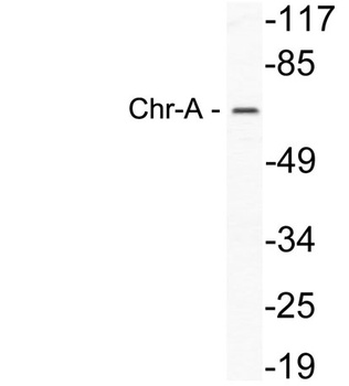 Chr-A antibody