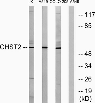 CHST2 rabbit pAb