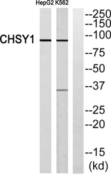 CHSY1 rabbit pAb