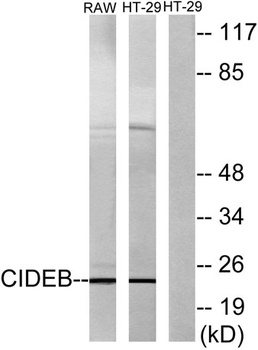 CIDE-B rabbit pAb