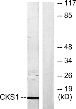 Cks1 rabbit pAb