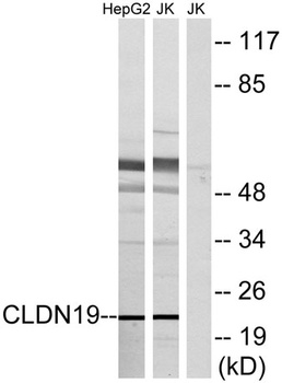 Claudin-19 rabbit pAb