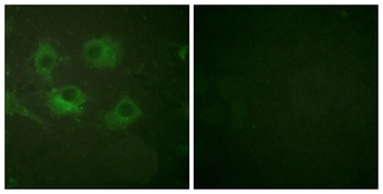 Claudin-3 antibody