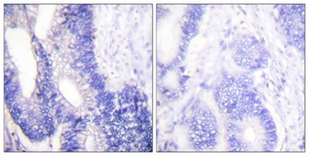 Claudin-3 antibody