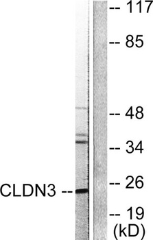 Claudin-3 rabbit pAb