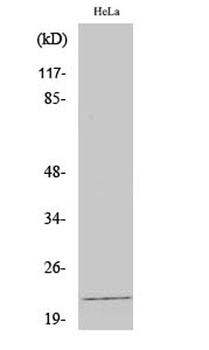 Claudin-4 antibody