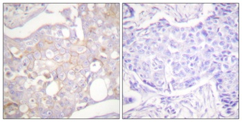 Claudin-4 antibody